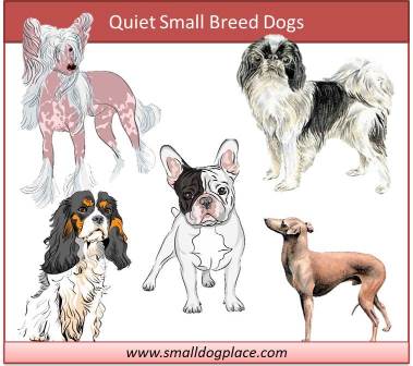 non shedding quiet dogs