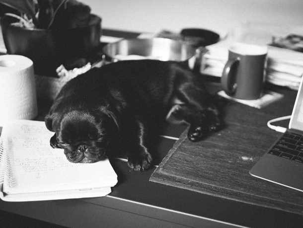 A small black puppy is asleep on a desk desk stack of papers near a laptop.