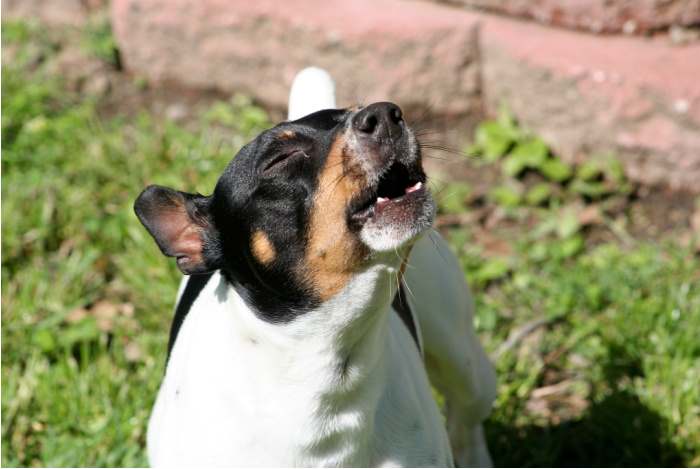 rat terrier