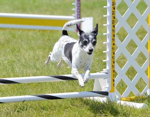 A rat terrier dog running through an agility challenge