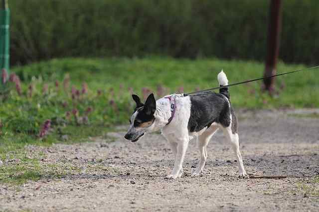 A rat terrier on a leash is walking down a dirt path