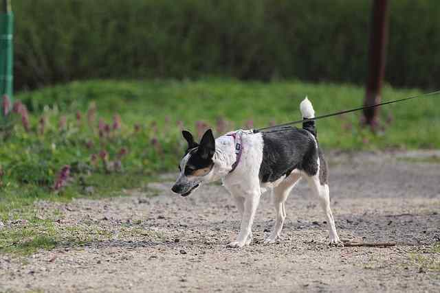 A rat terrier on a leash is walking down a dirt path A rat terrier on a leash is walking down a dirt path