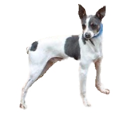 Rat Terrier