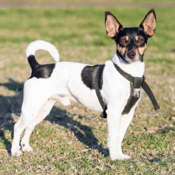 Rat Terrier