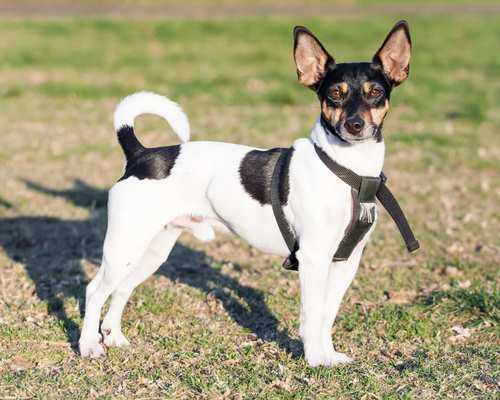 rat terrier tail