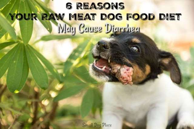 dog not pooping on raw food diet