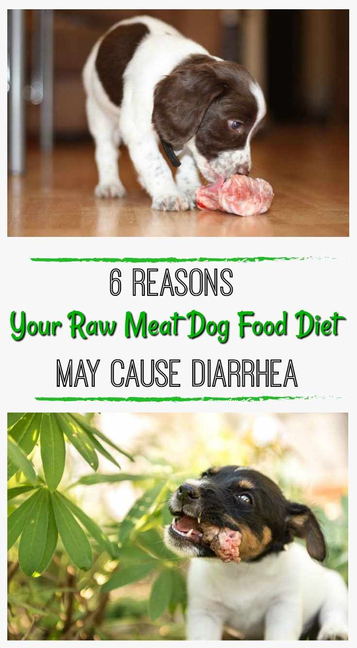 puppy with diarrhea diet