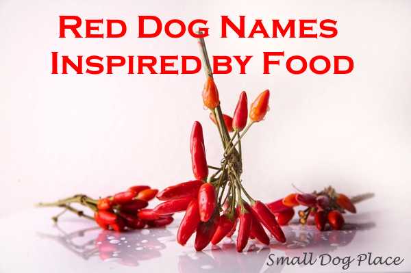 red dog names inspired by food where a bunch of red peppers
