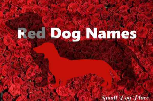 A red dachshund is shown in front of a background of red roses