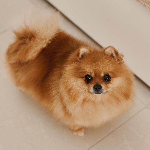A small red Pomeranian puppy is looking up at the camera