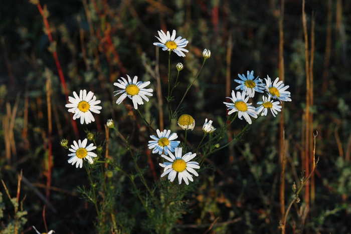 Camomile Flowers