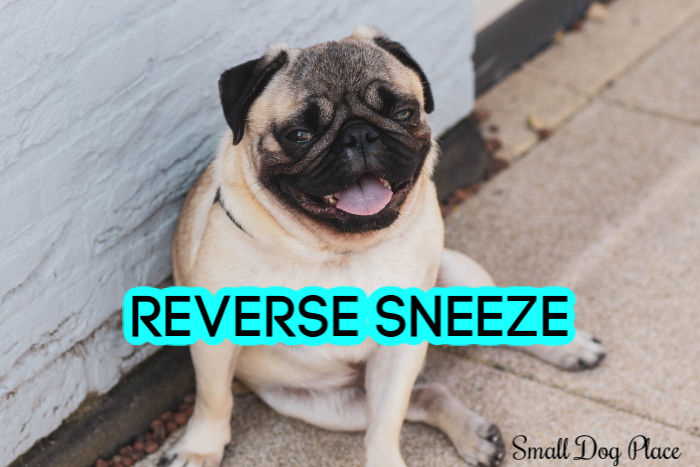 Reverse Sneeze In Dogs Should You Worry