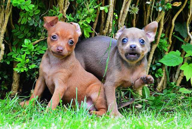 Russian Toy Terrier