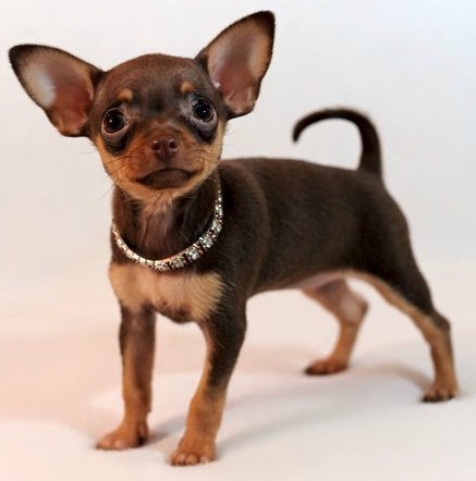 russian toy terrier short hair