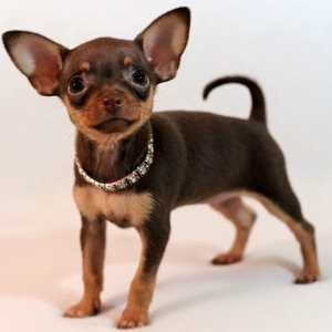 Russian Toy Terrier