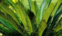 Sago Palm