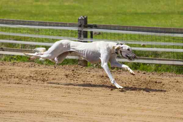 Saluki Saluki