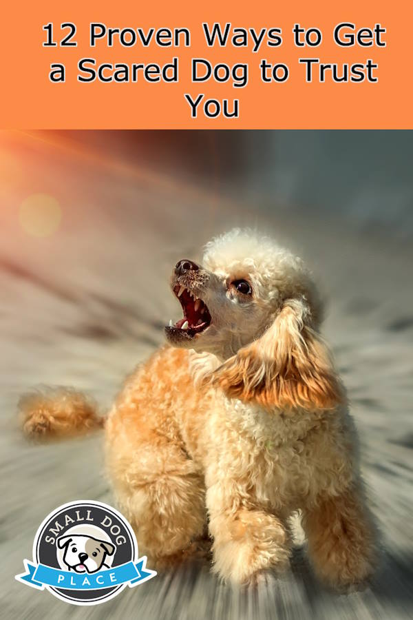 A scared dog placed on a pin image