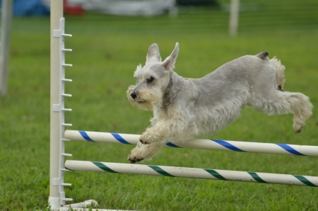 This Miniature Schnauzer is participating in an agility competition.