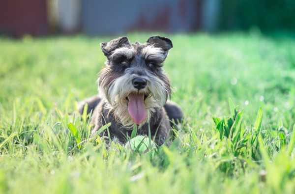 schnauzer with long tail