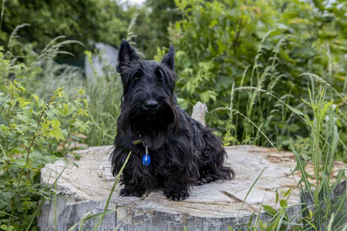 A Scotish Terrier resting on a stump in front of a wooded backdrop