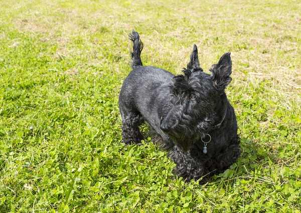 Scottish Terrier Breed Profile