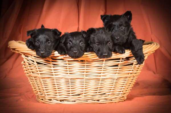 A litter of four Scottish Terrier Puppies