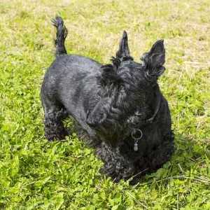 Scottish Terrier