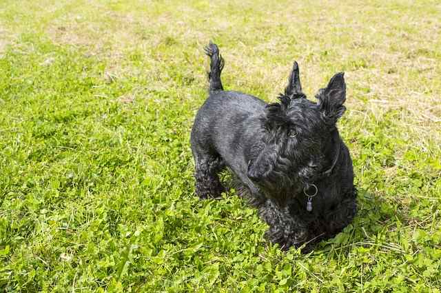 are scottish terriers the breed for you