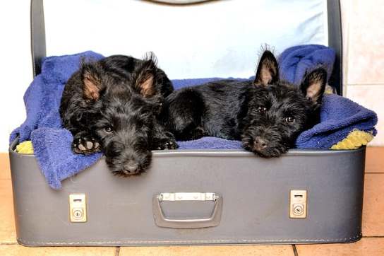 Two Scottish Terrier Puppies are seen lying in an old suitcase
