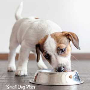 A puppy is eating food from a bowl.