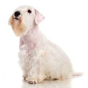 Sealyham Terrier