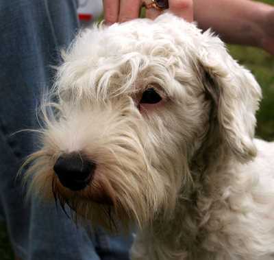 Sealyham Terrier Head Sealyham Terrier Head