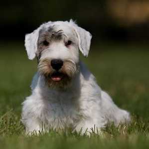 Sealyham Terrier