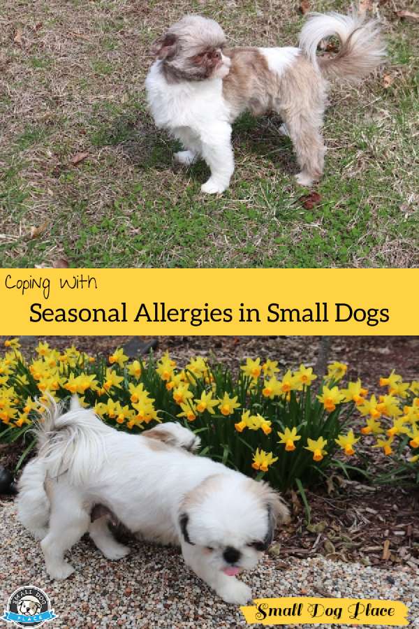 Seasonal allergies Pin Image