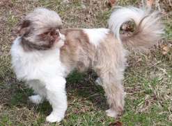 Seasonal Allergies link to article