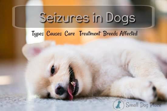 types of dog seizures