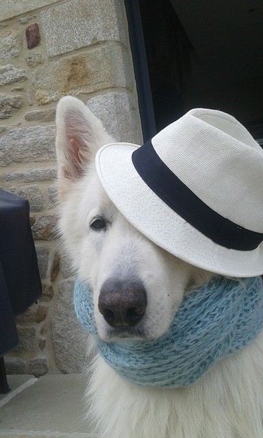 A white dog is wearing a large hat.