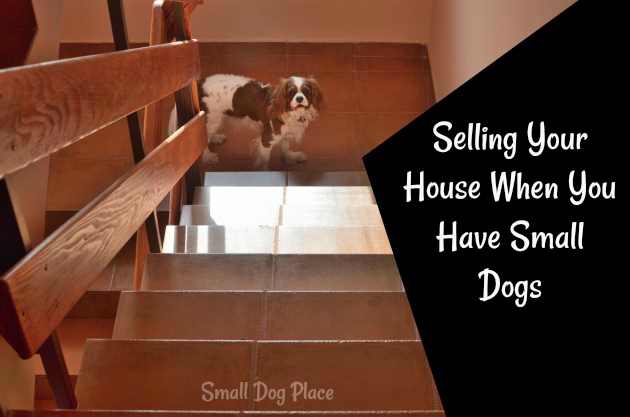 Selling Your House When You Have Small Dogs:  Tips To Make it a Success