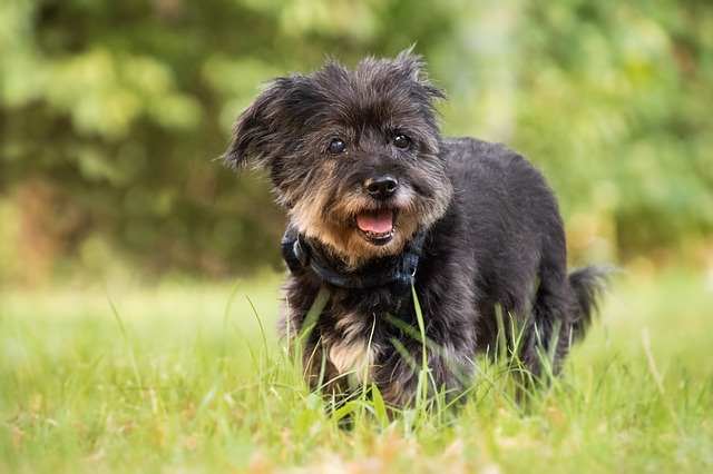 An older dog is walking in a field of grass.