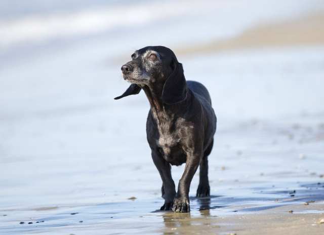 An older dog walking on the beach.