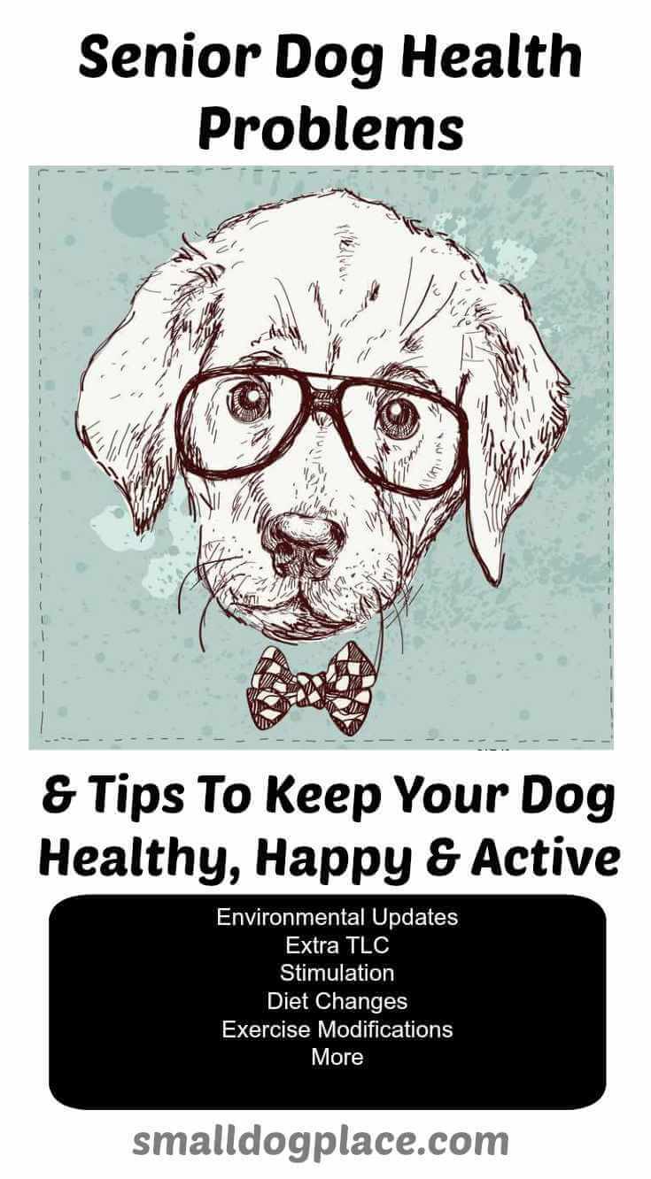 Senior Dog Health Tips