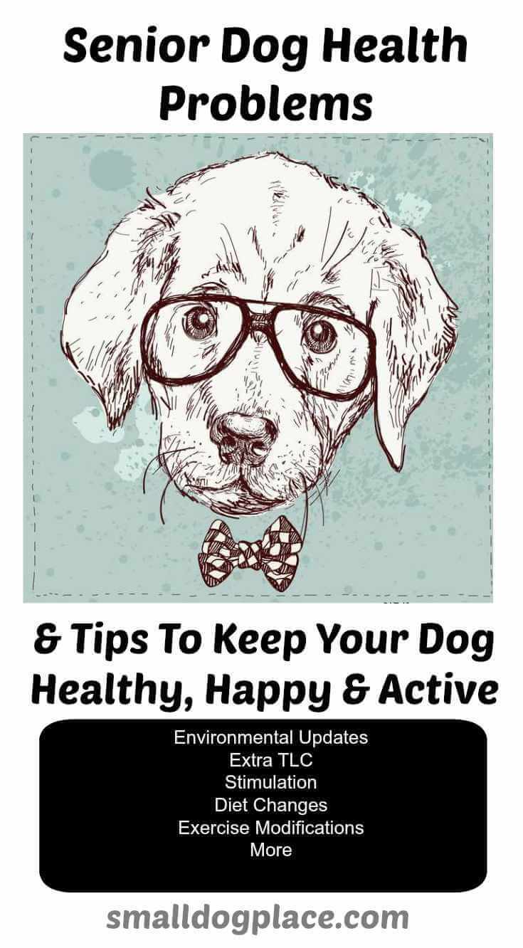 Senior Dog Health Tips (Infographic) Senior Dog Health Tips