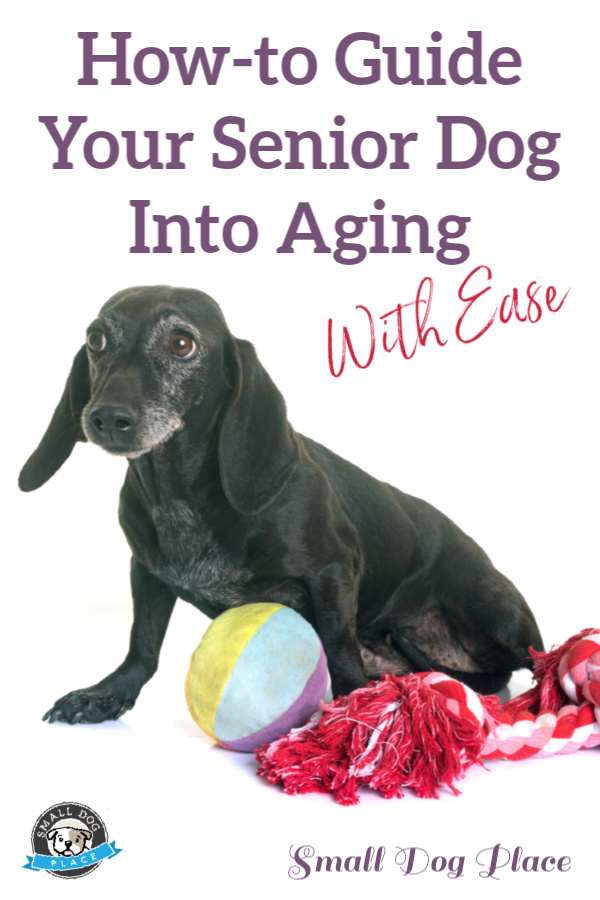 Senior Dog Pin Senior Dog Pin