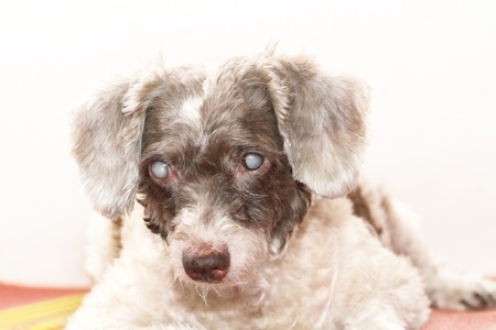 An old poodle hybrid with cataracts in both eyes.