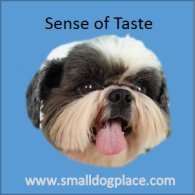 Dog's Sense of Taste
