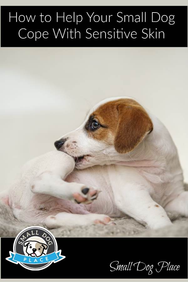Help your dog with sensitive skin A small dog is biting himself