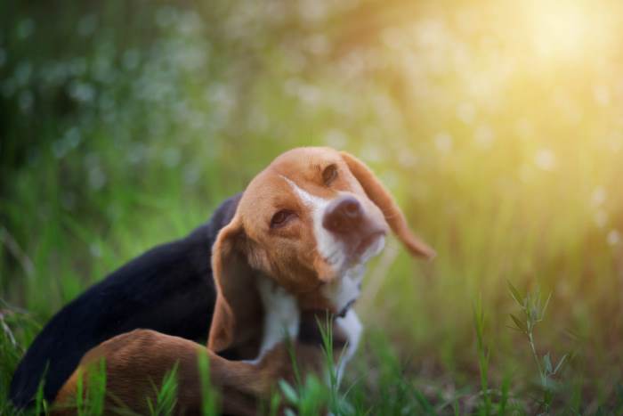 A young Beagle dog is scratching