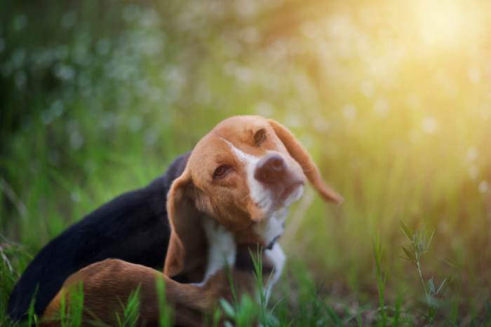 Help Your Small Dog Cope With Sensitive Skin A young Beagle dog is scratching