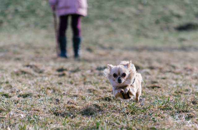 For dogs with Separation anxiety, exercise is a good way to help them calm down and rest while you're away.